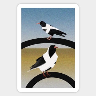 Cornish Choughs on the Beach Sticker